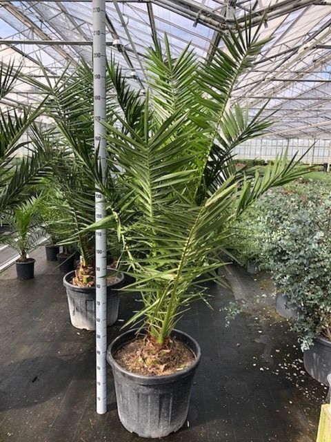 Phoenix canariensis