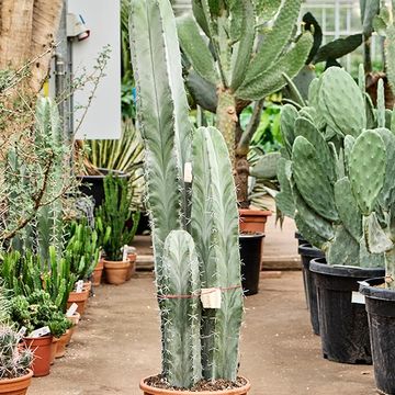 Stenocereus pruinosus