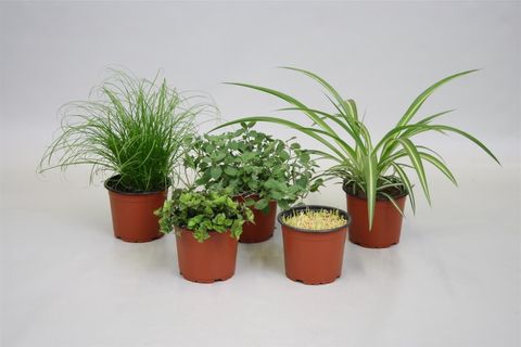 Plantas de interior PET MIX