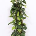 Filodendron scandens 'Brasil'
