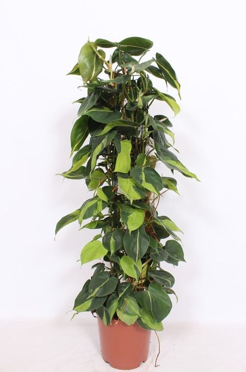 Filodendron scandens 'Brasil'