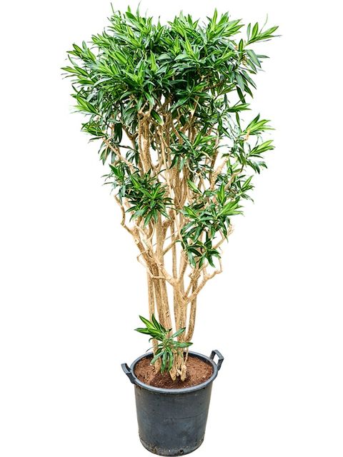 Dracaena reflexa 'Song of Jamaica'