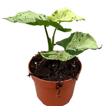 Syngonium 'Grey Ghost'