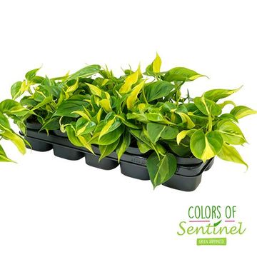 Philodendron scandens 'Brasil'