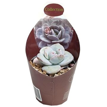 Echeveria laui
