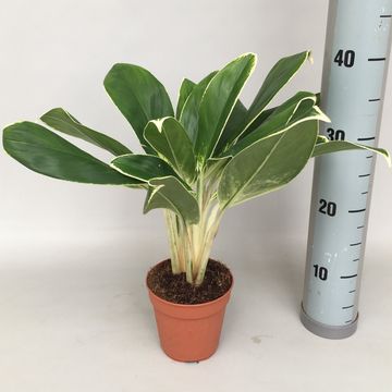Aglaonema 'FLN011'