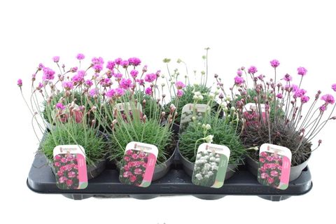 Armeria maritima MIX