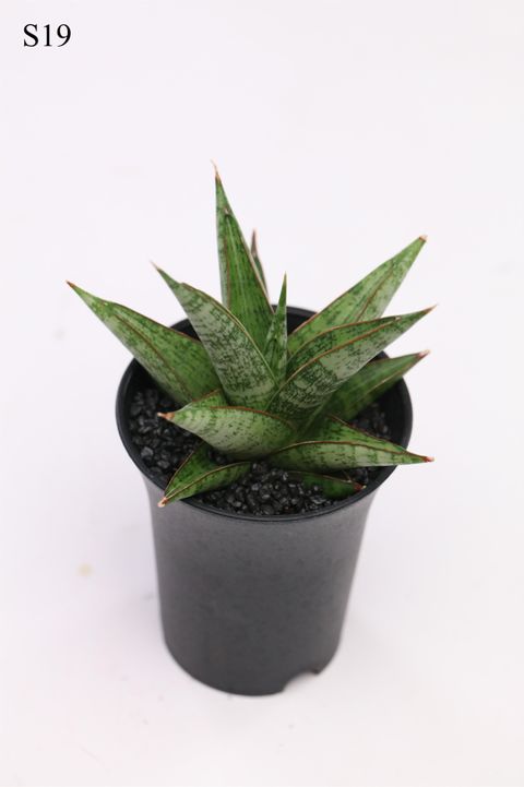 Sansevieria 'Comet Canoe No. 2'