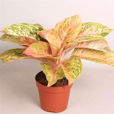Aglaonema 'Bidadari'