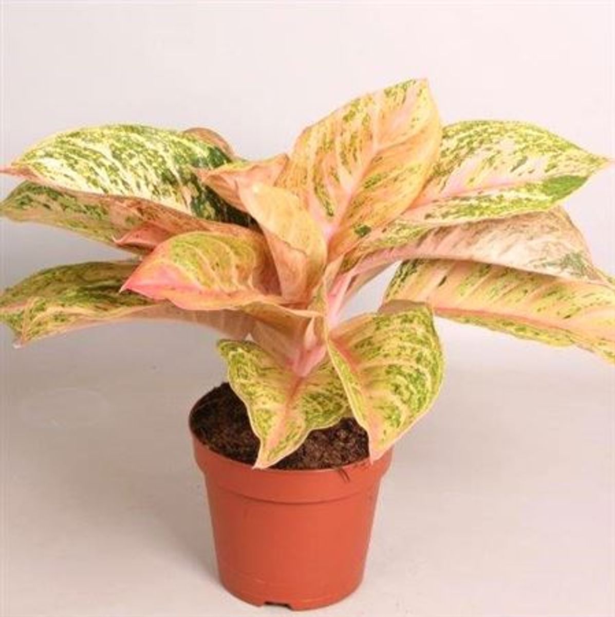 Aglaonema 'Bidadari'  Grossiste en Plantes FlorAccess