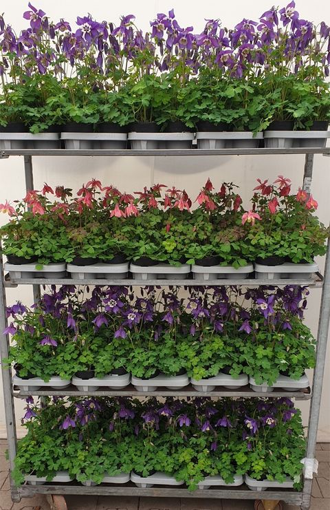 Aquilegia caerulea MIX