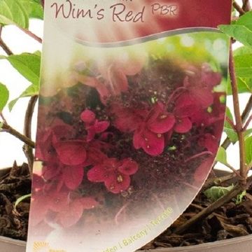 Hydrangea paniculata 'Wim's Red'