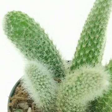 Hildewintera colademononis