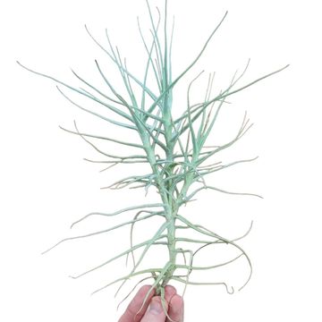 Tillandsia caerulea