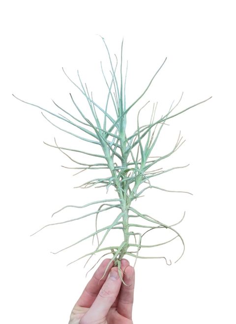 Tillandsia caerulea