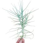 Tillandsia caerulea