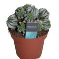 Euphorbia horrida alba