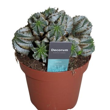 Euphorbia horrida alba