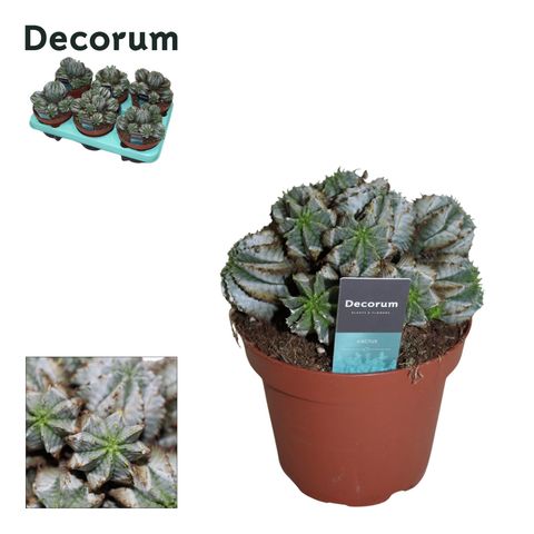 Euphorbia horrida alba