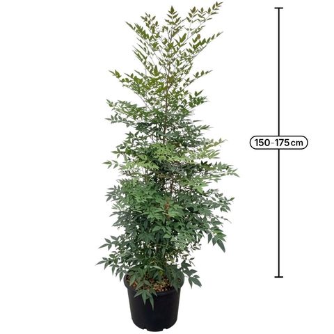 Nandina domestica