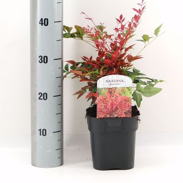 Nandina domestica OBSESSED