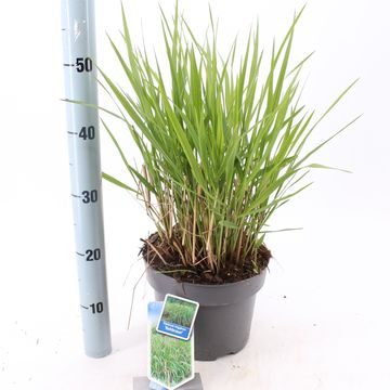 Panicum virgatum 'Rehbraun'