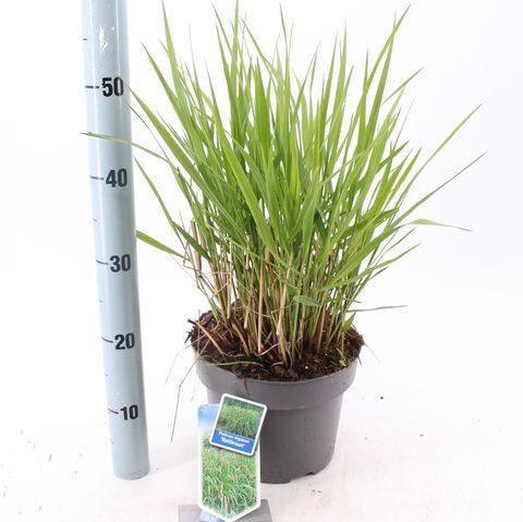 Panicum virgatum 'Rehbraun'