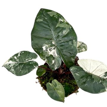 Alocasia 'Yucatan Princess Variegata'