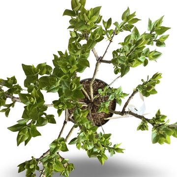 Syringa vulgaris 'Charles Joly'