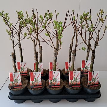 Salix integra 'Flamingo'