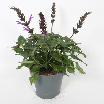 Salvia SALGOON LAKE GEORGE