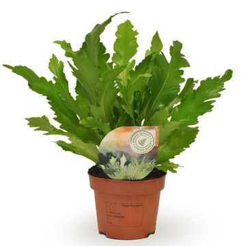 Asplenium nidus 'Campio'