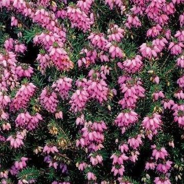 Erica x darleyensis 'Rubina'