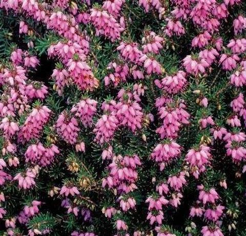 Erica x darleyensis 'Rubina'