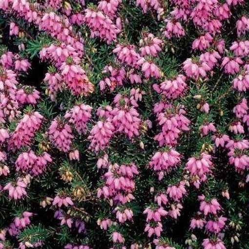 Erica x darleyensis 'Rubina'