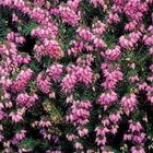 Erica x darleyensis 'Rubina'