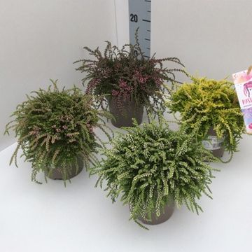 Calluna vulgaris RASTA GIRLS CLAIRE