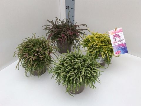 Calluna vulgaris RASTA GIRLS CLAIRE
