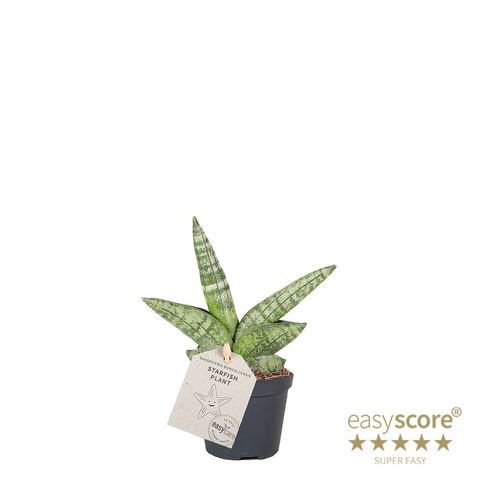 Sansevieria 'Boncellensis'