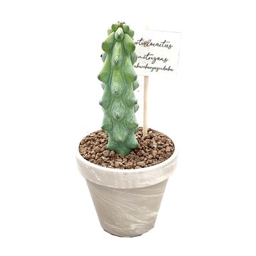 Myrtillocactus geometrizans 'Fukurokuryuzinboku'