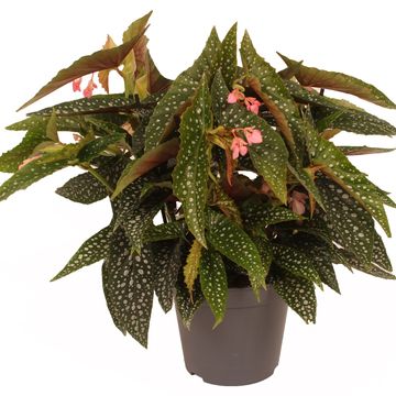 Begonia 'Double Dot'