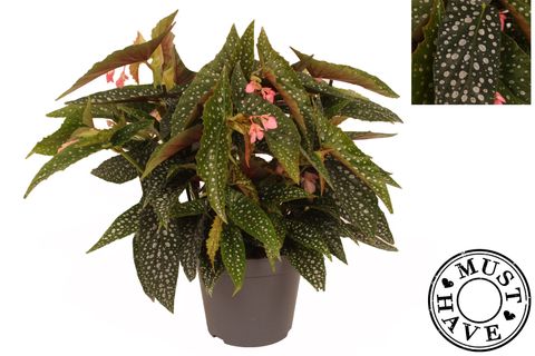 Begonia 'Double Dot'