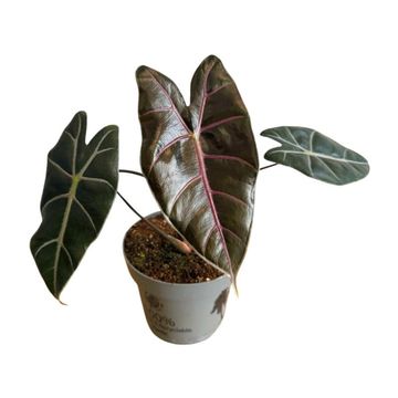 Alocasia longiloba 'Purple Vain'