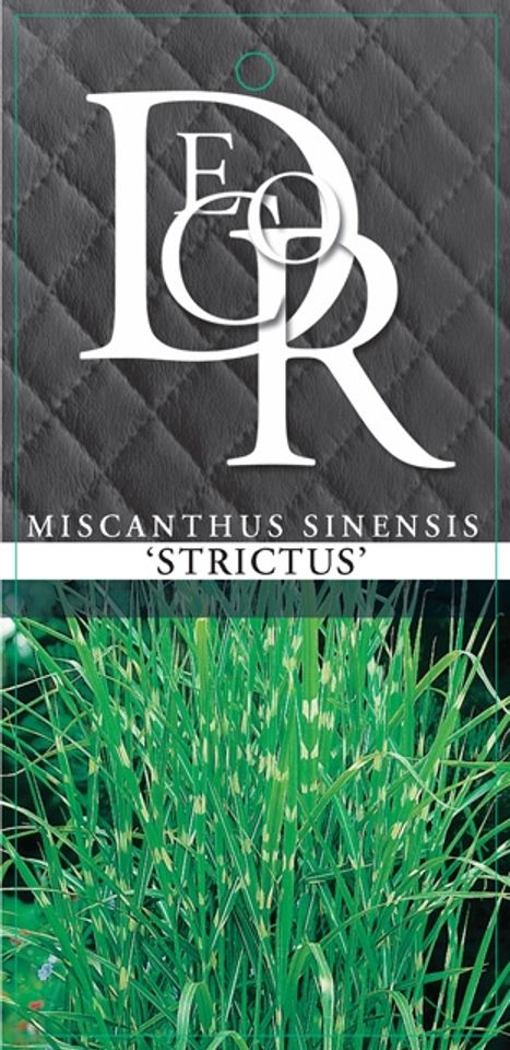 Miscanthus sinensis 'Стриктус'