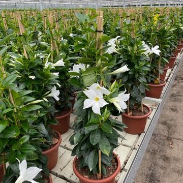 Mandevilla SUMMERSTAR WHITE