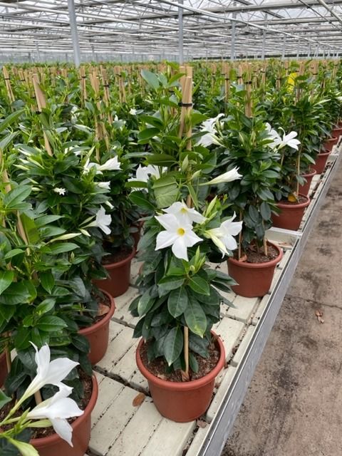 Mandevilla SUMMERSTAR WHITE