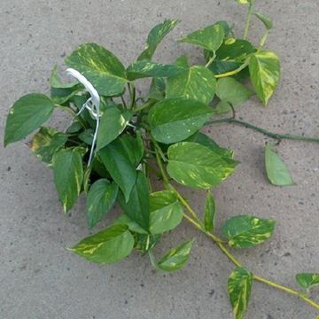 Epipremnum pinnatum 'Aureum'