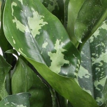 Aglaonema 'Maria'