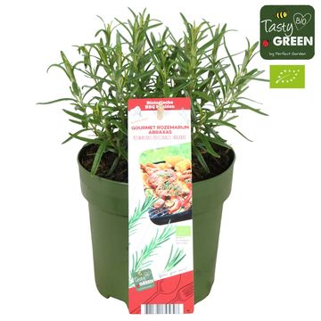 Rosmarinus officinalis 'Abraxas'