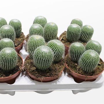 Notocactus leninghausii inermis